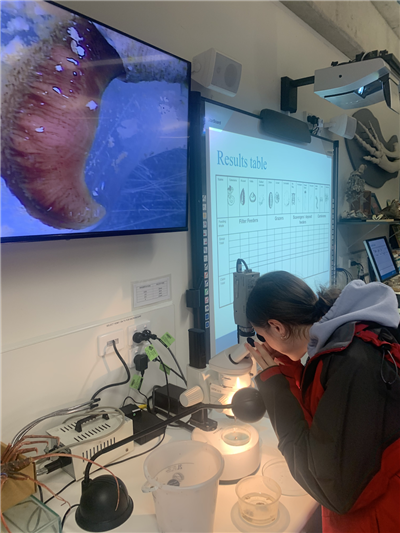 Examining tube worms in the Marine and Freshwater Discovery Centre laboratory