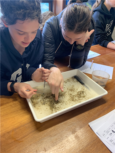 Examining tube worms in the Marine and Freshwater Discovery Centre laboratory